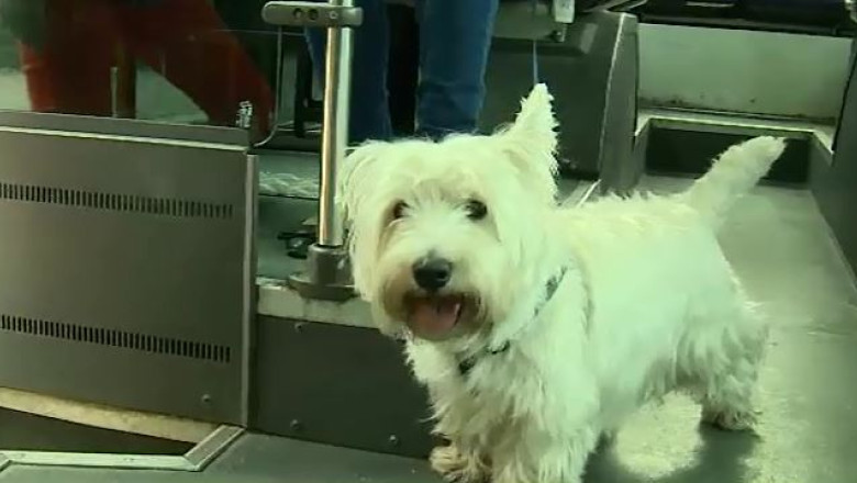 Un altfel de regulament pentru caini, la Cluj Imagine