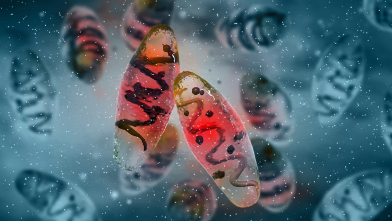 Un american a murit de ciuma. Cum se transmite si ce simptome pot anunta boala Imagine