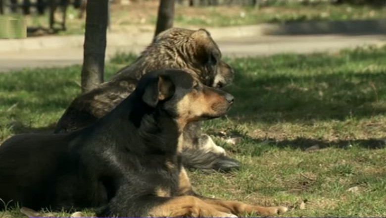 Un an de la moartea lui Ionut Anghel. Bilantul autoritatilor Imagine