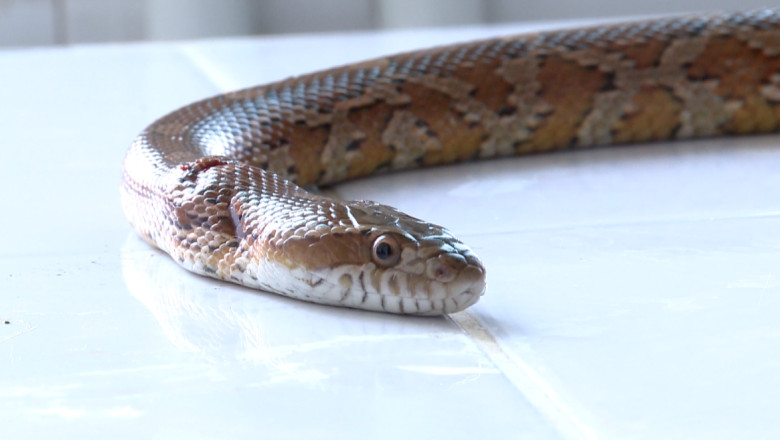 Un angajat a fost muscat de sarpe in sediul DSV Iasi  Imagine