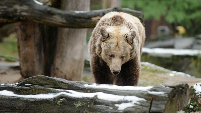 Un angajat al cabanei Padina a fost atacat de urs Imagine