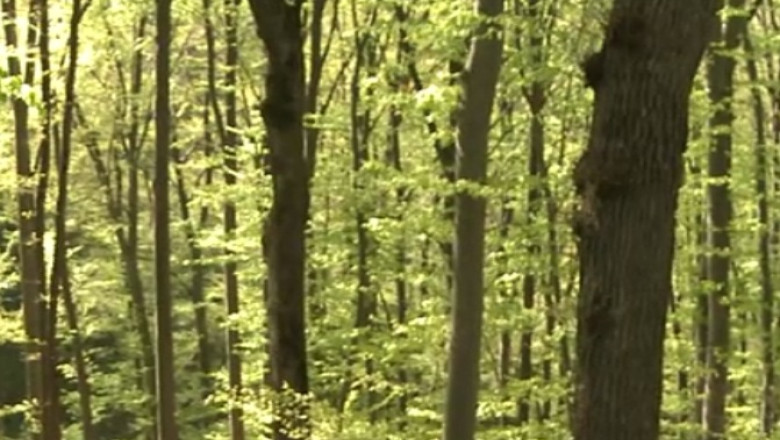 Un angajat al Primariei Iasi a fost gasit mort intr-o padure Imagine