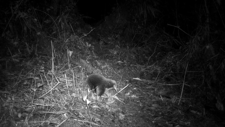 Un animal despre care se credea ca a disparut acum 60 de ani a fost fotografiat in Muntii Cyclops din Indonezia Imagine