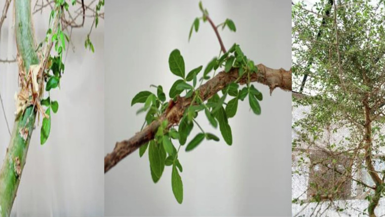 Un arbore disparut, despre care se vorbeste in Biblie, a fost cultivat dintr-o samanta misterioasa veche de 1.000 de ani Imagine