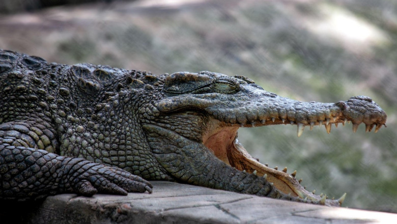 Un avion a aterizat de urgenta in Bolivia. Supravietuitorii au ramas blocati intr-o mlastina plina cu crocodili Imagine