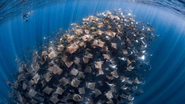 Un banc urias de diavoli de mare a fost surprins de un fotograf german in largul Mexicului Imagine