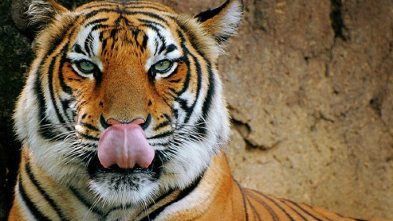 Un barbat a fost atacat de un tigru, la Gradina Zoologica din Brasov Imagine