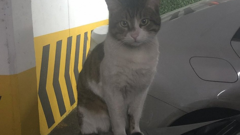 Un barbat a fost condamnat la 2 ani si jumatate de inchisoare pentru ca a ucis un motan intr-un lift, in Istanbul Imagine