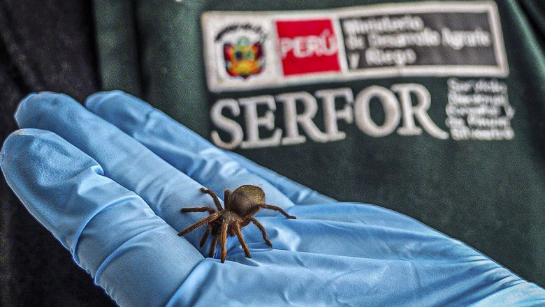 Un barbat a incercat sa iasa din Peru cu 320 de tarantule lipite de corp. Ce l-a dat de gol Imagine