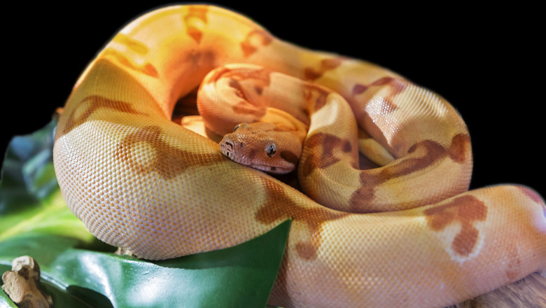 Un barbat a murit dupa ce a fost sugrumat de propriul animal de companie, un Boa Constrictor de 5 metri Imagine