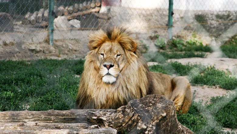 Un barbat a murit dupa ce a intrat in cusca leilor dintr-o gradina zoologica din Accra Imagine