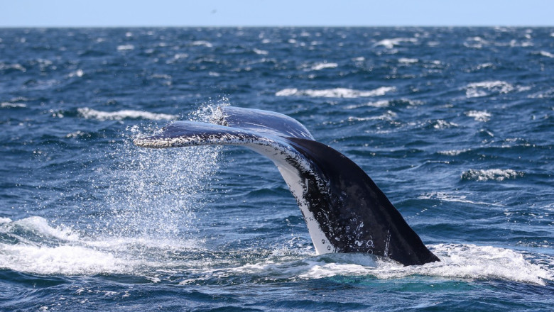 Un barbat a murit si unul a fost ranit dupa ce barca le-a fost lovita de o balena, in largul Australiei Imagine