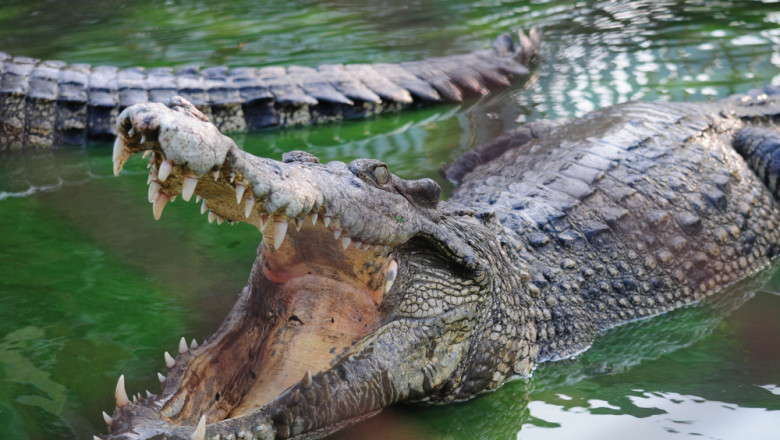 Un barbat a scapat cu viata dupa ce a reusit sa-si scoata capul dintre falcile crocodilului care-l atacase Imagine