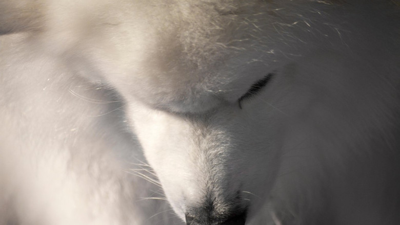 Un barbat a stropit cu benzina cainii vecinului sau, pentru ca latrau prea mult si ii speriau copilul Imagine