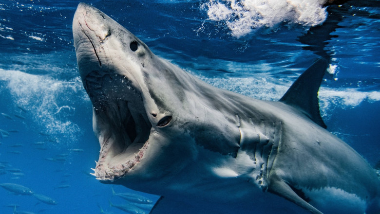 Un barbat care a disparut dupa ce a plecat cu masina de acasa a fost gasit in stomacul unui rechin Imagine