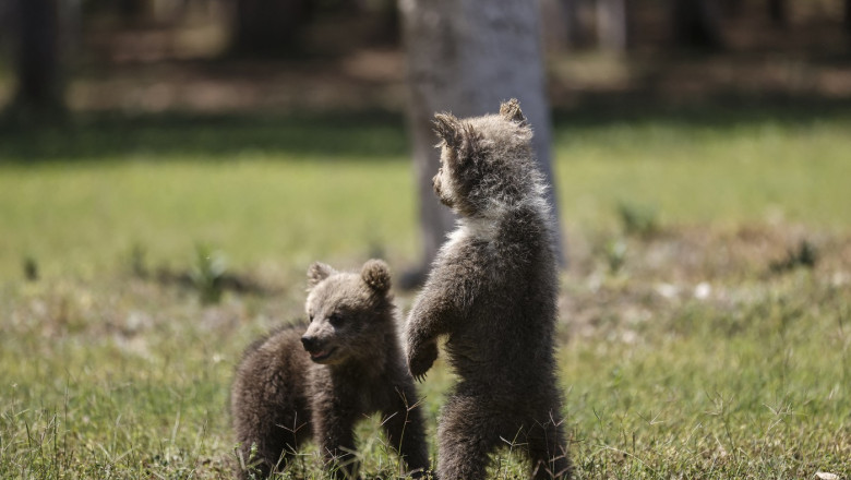Un barbat din Arad a capturat doi pui de urs si i-a dus acasa ca animale de companie. El a fost retinut de politisti Imagine