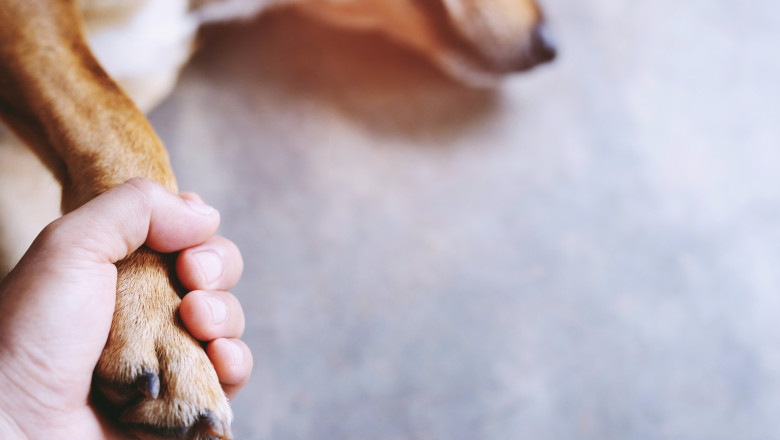 Un barbat din Bihor a fost retinut pentru ca a ucis un caine cu furca si a turnat benzina si i-a dat foc altuia Imagine