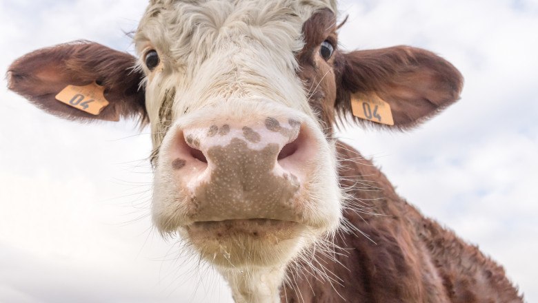 Un barbat din Bihor a obtinut in instanta, dupa 6 ani, despagubiri pentru o vaca electrocutata de un cablu rupt de furtuna Imagine