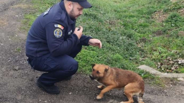 Un barbat din Caras-Severin a fost amendat cu 12.000 de lei dupa ce si-a abandonat cainele pe marginea drumului Imagine