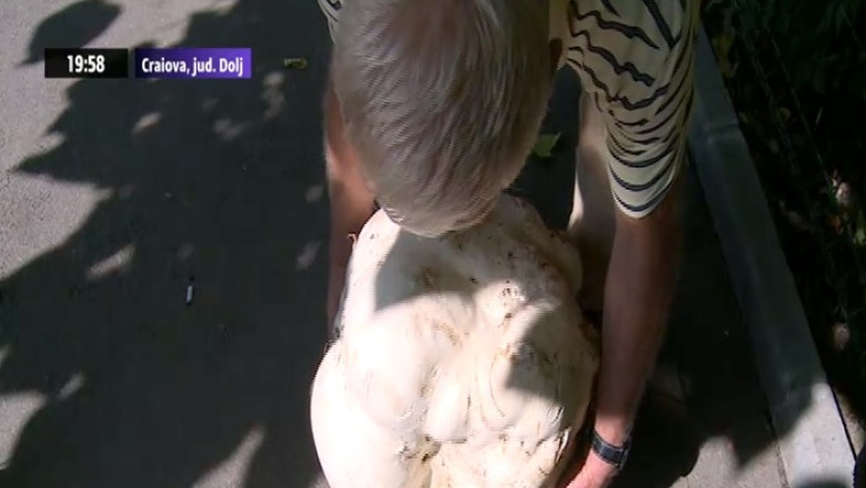 Un barbat din Craiova a descoperit in apropierea unei stane o ciuperca uriasa Imagine