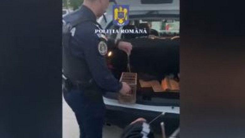 Un barbat din Galati prindea ilegal sticleti. Pasarile au fost eliberate de politisti Imagine