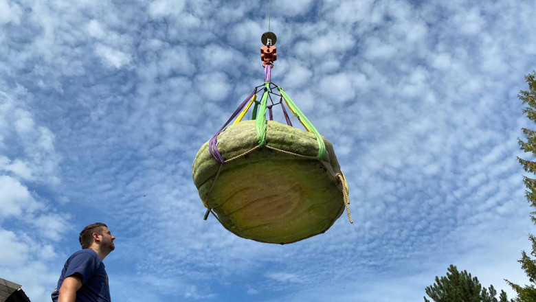 Un barbat din Germania a crescut in curte un dovleac de 588 de kilograme si l-a recoltat cu macaraua Imagine