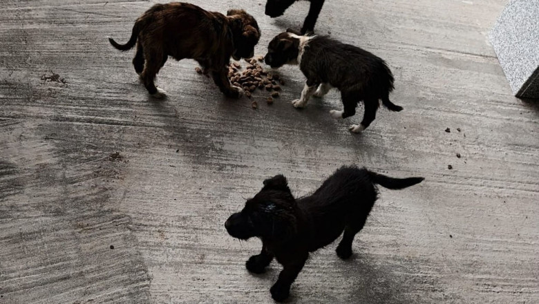 Un barbat din Olt a fost amendat cu 12.000 de lei pentru ca a abandonat patru catelusi pe strada Imagine