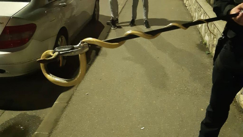 Un barbat s-a trezit cu un sarpe de 1,5 metri in masina, in Drobeta-Turnu Severin Imagine