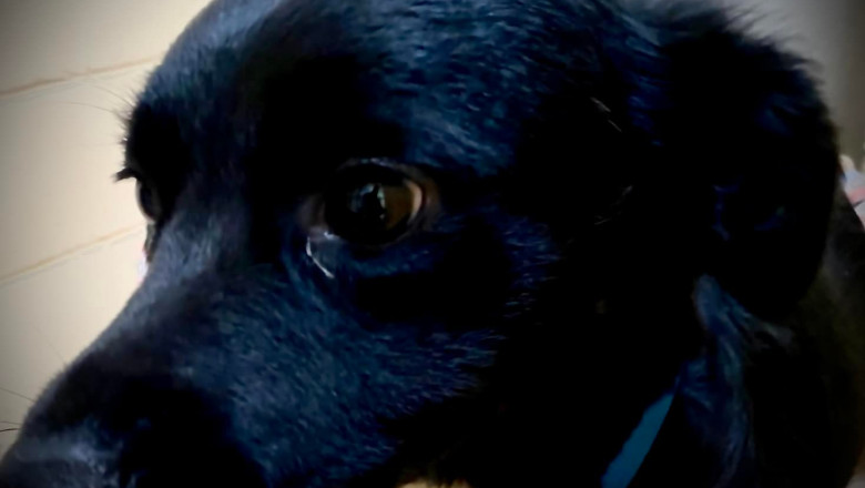 Un border collie si-a salvat stapanul ranit grav in timpul unei drumetii in California Imagine