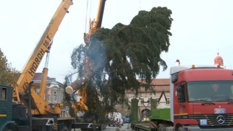Un brad de 100 de ani a fost amplasat in Baia Mare pentru sarbatorile de iarna Imagine