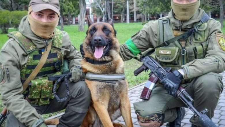 Un caine abandonat de rusi in Nikolaev ii ajuta acum pe soldatii ucraineni Imagine