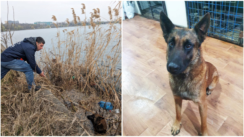 Un caine ciobanesc belgian Malinois a fost salvat de ASPA din Lacul Pantelimon. Are microcip si i se cauta stapanii Imagine
