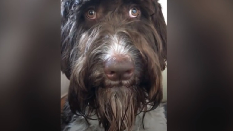 Un caine din SUA a mancat 4.000 de dolari. „M-am gandit ca nu se poate una ca asta. Aproape am avut un atac de cord” Imagine