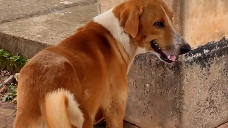 Un caine inca isi asteapta stapanul in fata spitalului la cateva luni dupa ce acesta a murit Imagine