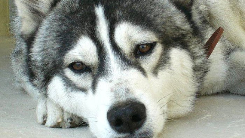 Un caine isi asteapta de cinci ani stapanul mort intr-un accident rutier Imagine