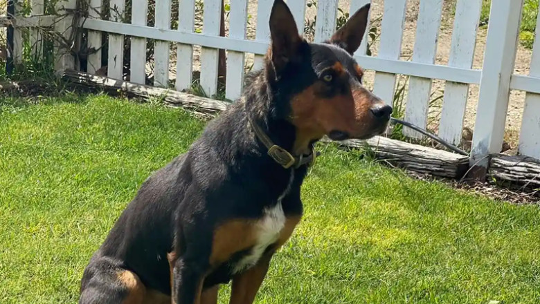 Un caine s-a vandut la licitatie cu suma record de 49.000 de dolari. De ce este atat de speciala Eve Imagine