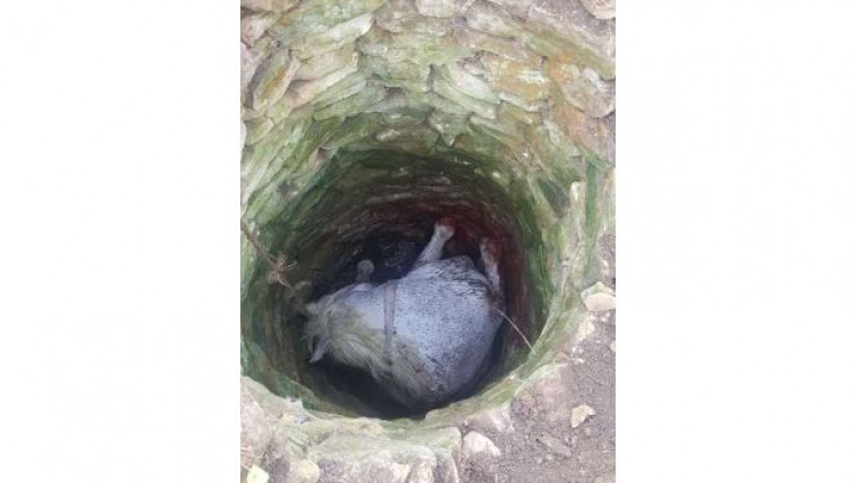 Un cal cazut intr-un put adanc de 4 metri a fost salvat de pompieri Imagine