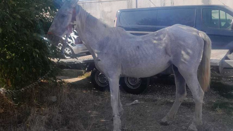 Un cal extrem de slab si prost ingrijit a fost abandonat in fata Penitenciarului Rahova. Autoritatile il cauta pe stapan Imagine
