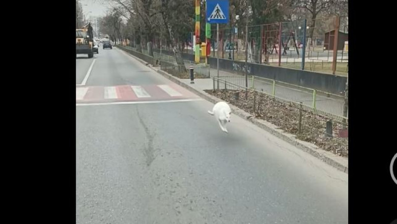 Un cangur alb a fost filmat gonind speriat pe o strada din Bucuresti. Cui apartine animalul Imagine