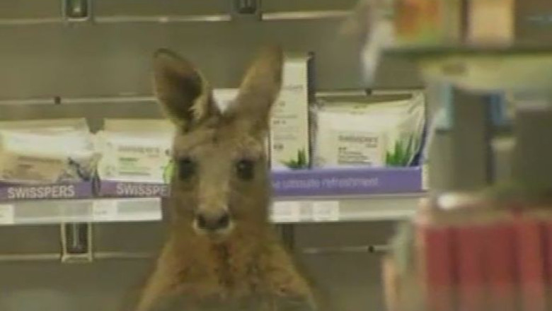 Un cangur ranit a intrat intr-o farmacie de pe aeroportul din Melbourne Imagine