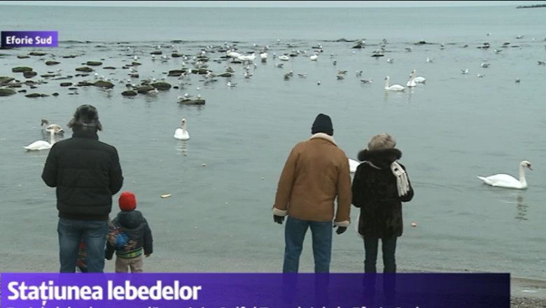 Un card de lebede s-a adapostit in Golful Turcului, la Eforie Sud Imagine