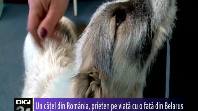 Un catel din Romania, prieten pe viata cu o fata din Belarus Imagine