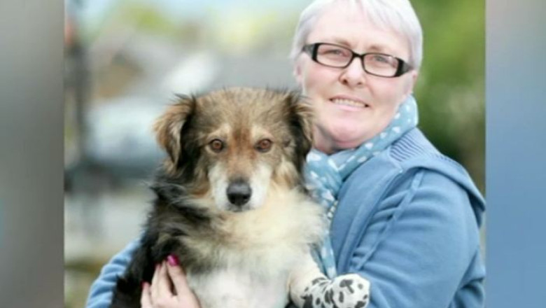 Un catel norocos: i-au fost taiate doua picioare in Romania, dar a fost salvat de o femeie din Marea Britanie Imagine