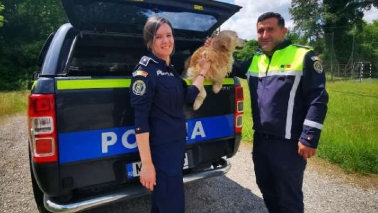 Un catel pierdut de proprietari in urma cu doi ani a fost gasit intamplator de politistii de la Protectia animalelor Imagine