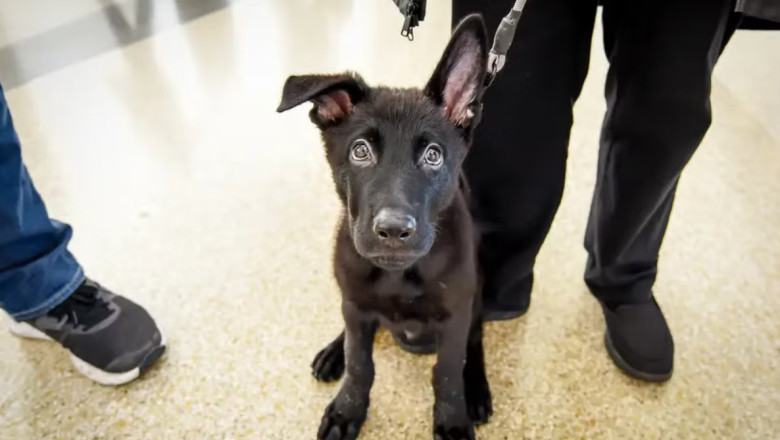 Un catelus abandonat in urma cu 4 luni intr-un aeroport, a fost, pana la urma, dus acasa de un pilot Imagine