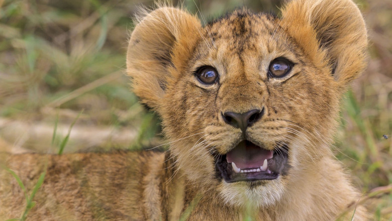 Un ceai si-o imbratisare cu un pui de leu: oferta unui restaurant din China Imagine