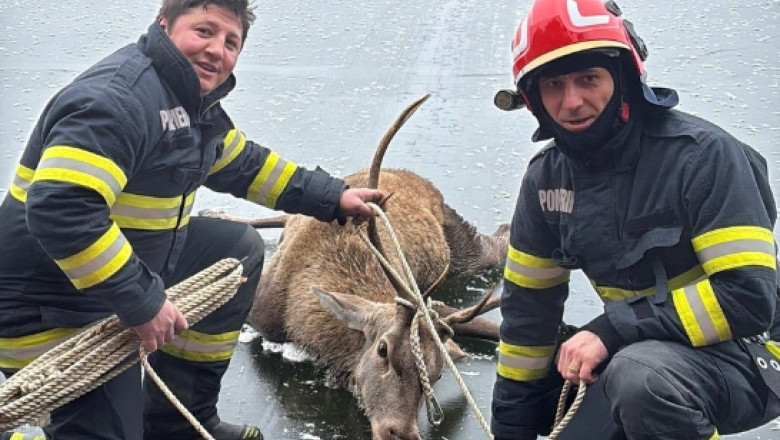 Un cerb blocat pe un lac inghetat din Brasov a fost salvat de pompieri Imagine