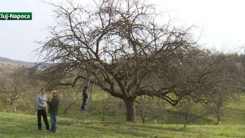 Un cercetator vrea sa salveze de la disparitie marul romanesc Imagine