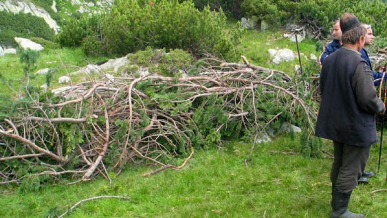 Un cioban din Hunedoara a fost atacat de urs chiar in stana Imagine