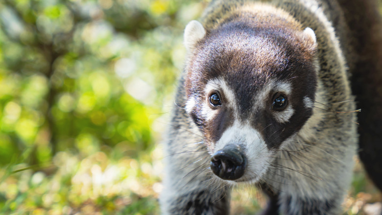 Un coati a evadat de la Zoo Oradea, dupa furtuna de marti. Cum a reusit sa iasa din tarc si unde a fost gasit Imagine